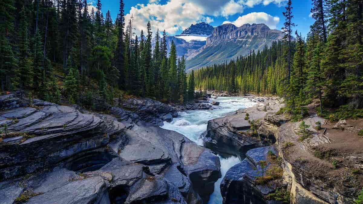 river-forest