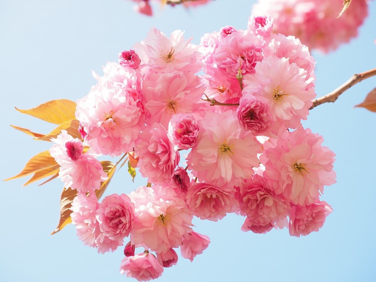 cherry-blossom