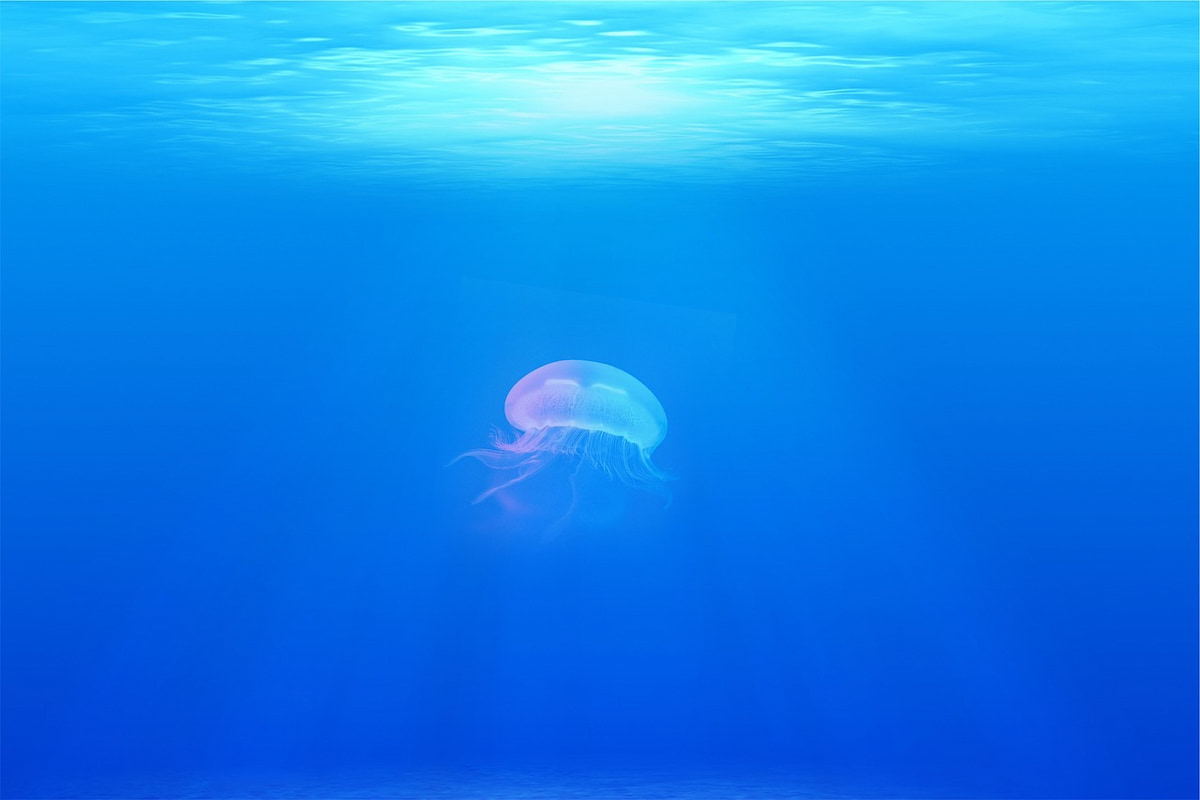 jellyfish-in-sea
